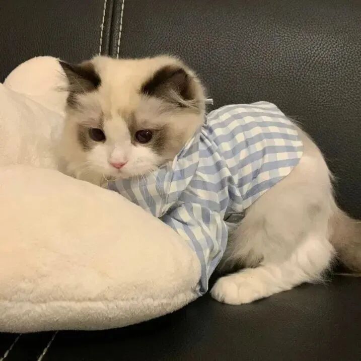 可爱猫咪萌宠头像