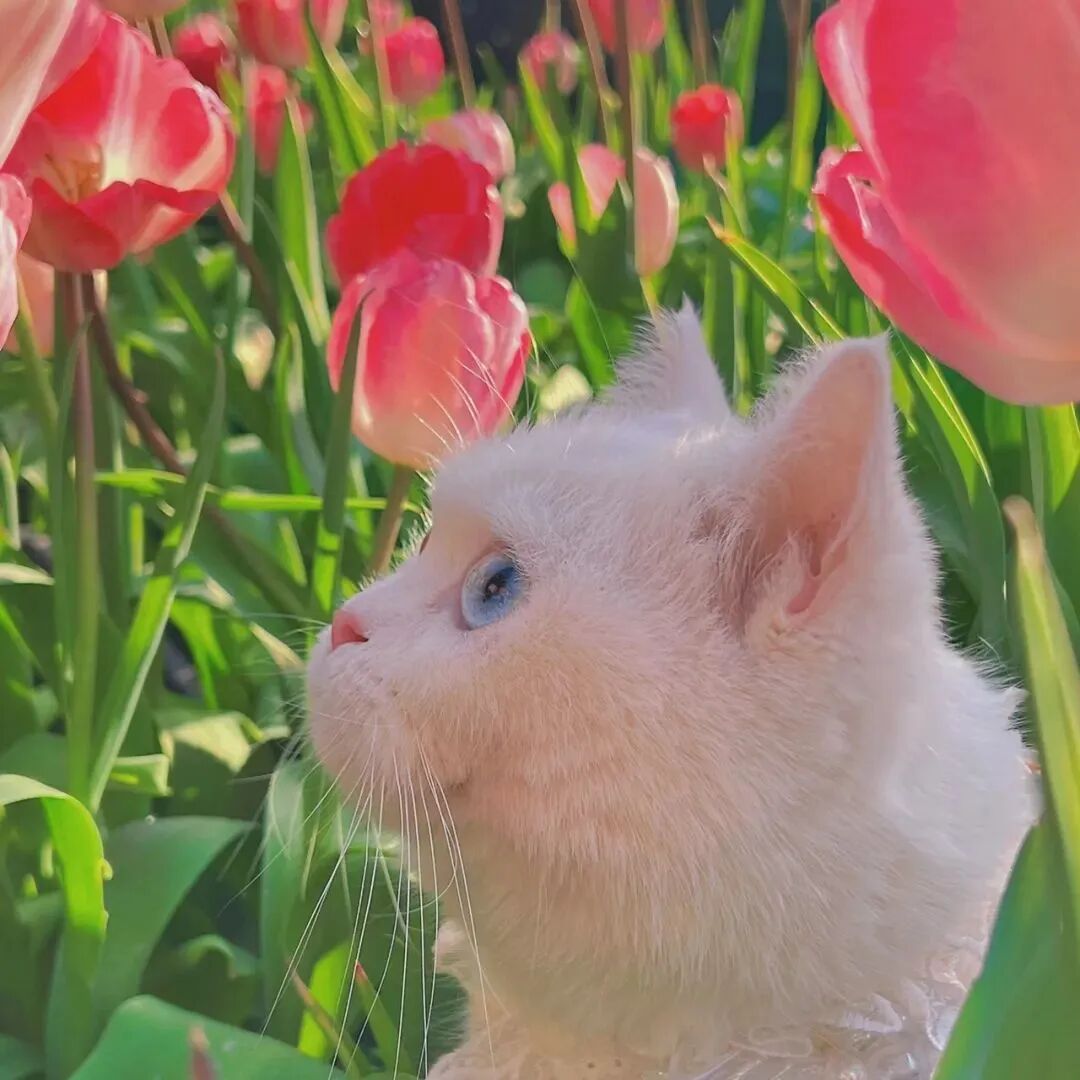 鲜花猫咪头像萌宠头像