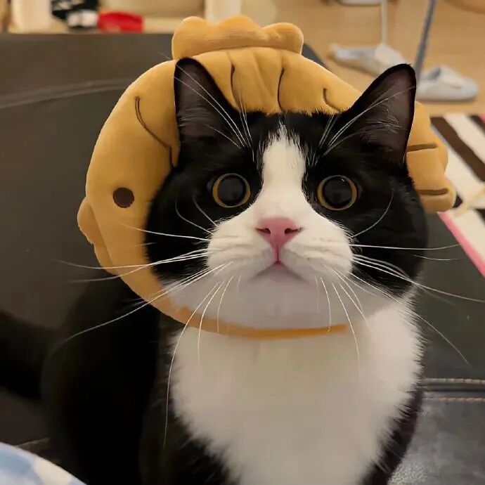 可爱猫咪萌宠头像