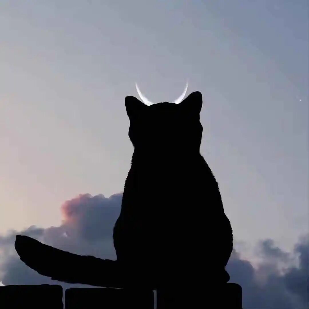 氛围感猫咪头像