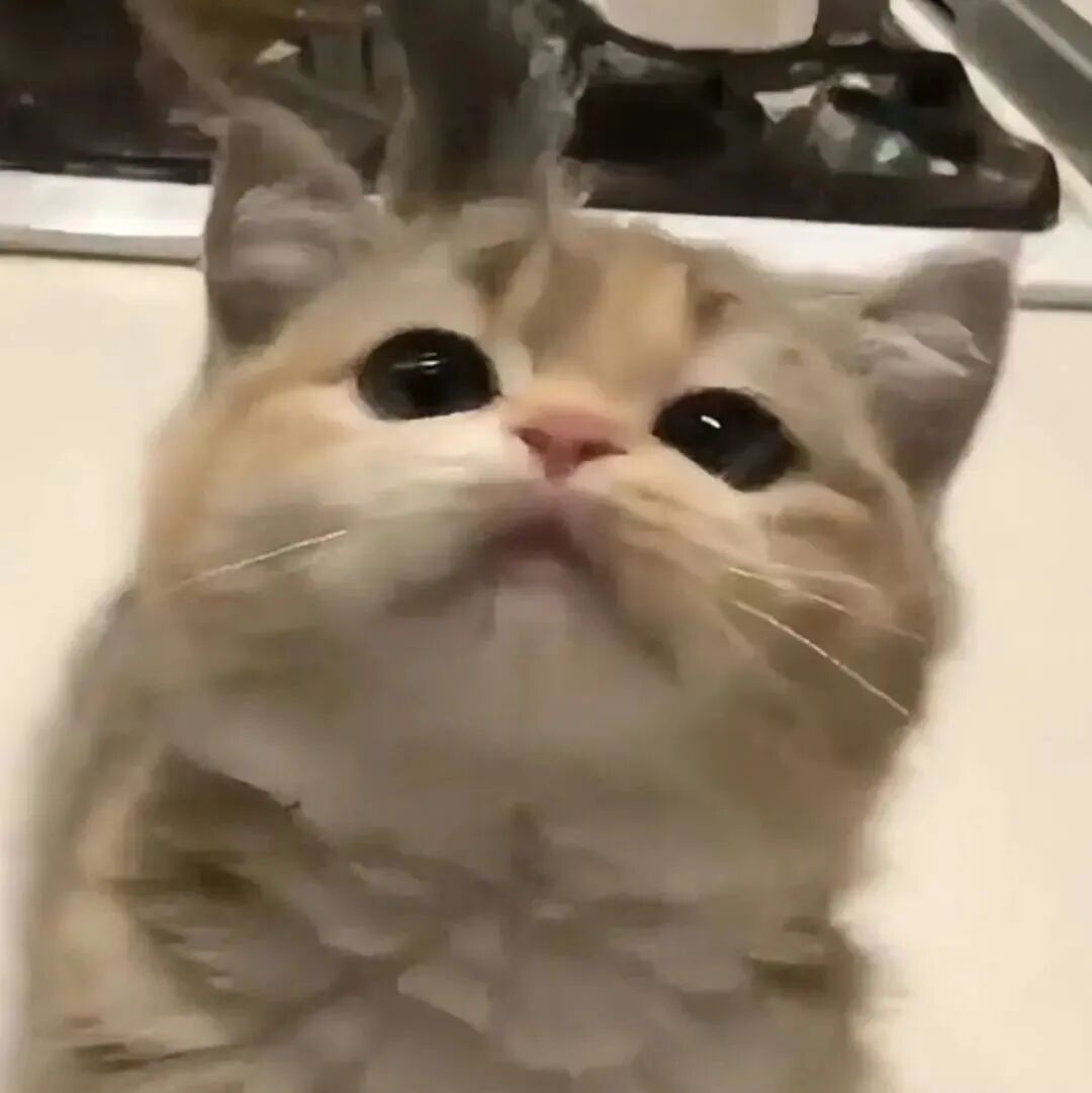 猫咪萌宠头像