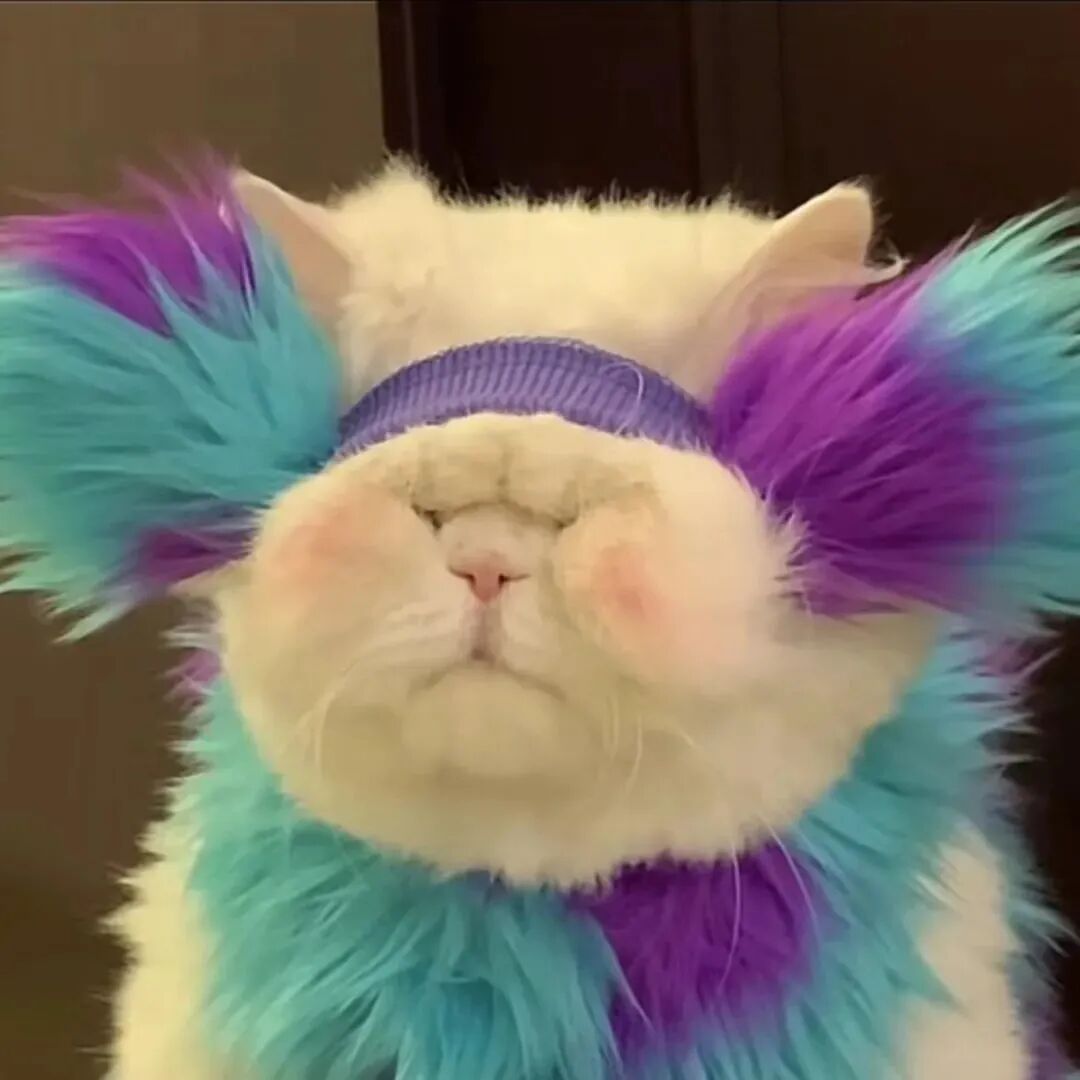 沙雕可爱搞怪猫咪萌宠头像