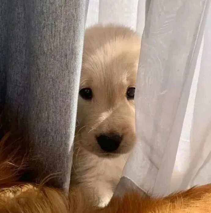 狗狗萌宠头像