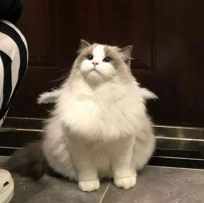 可爱猫咪萌宠头像