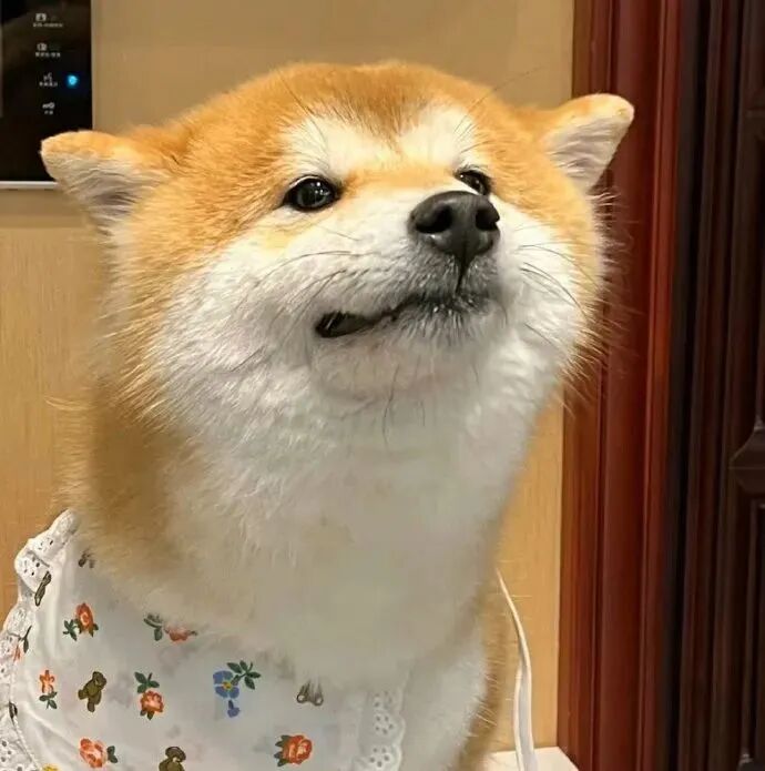 萌宠狗狗头像