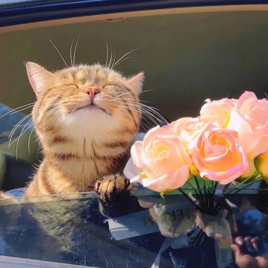 鲜花猫咪头像萌宠头像
