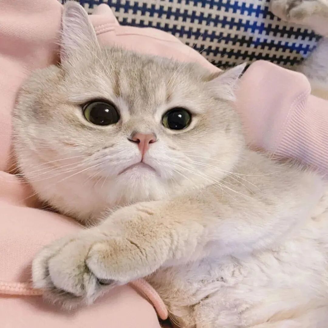 猫咪萌宠头像