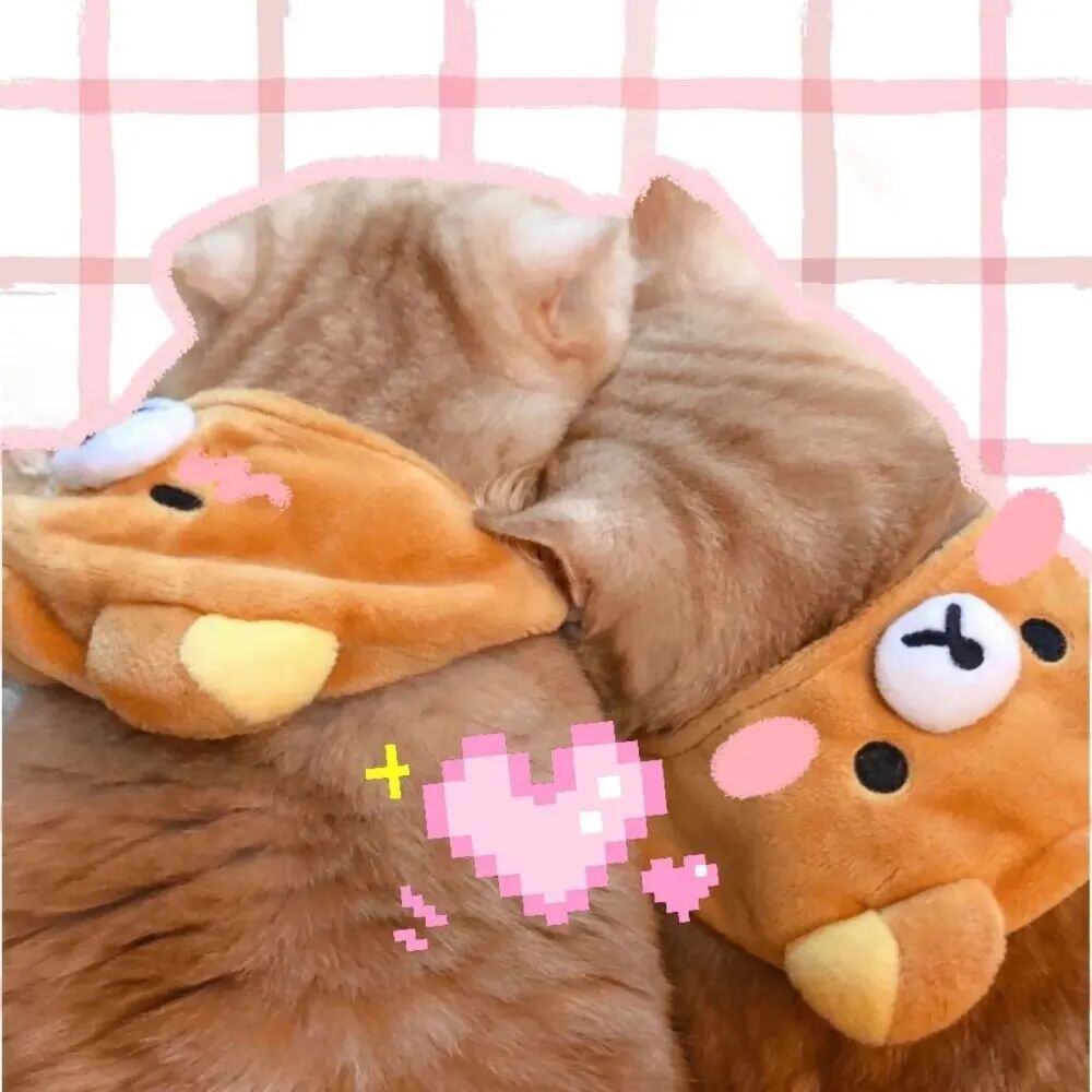 可爱猫咪情侣头像