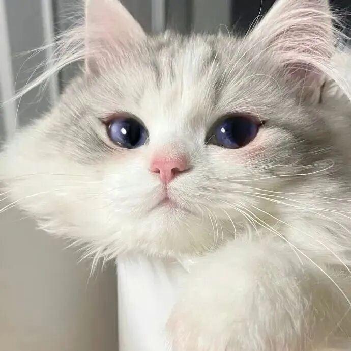 猫咪萌宠头像