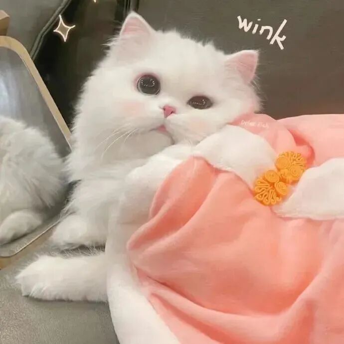 猫咪萌宠头像