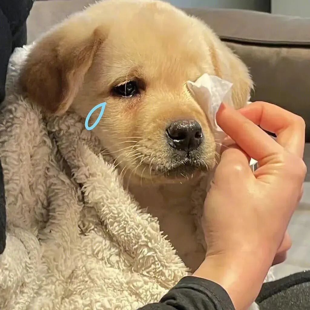 狗狗哭泣萌宠头像