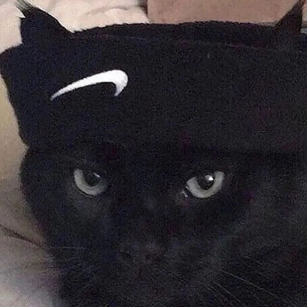 酷酷猫咪萌宠头像