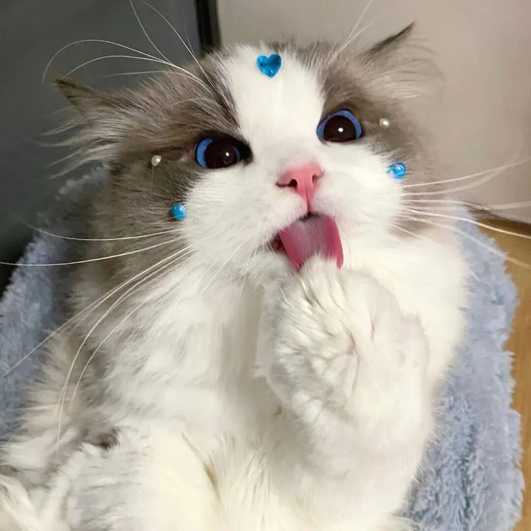 猫咪萌宠头像