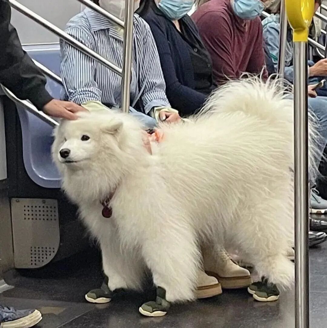 可爱狗狗萌宠头像