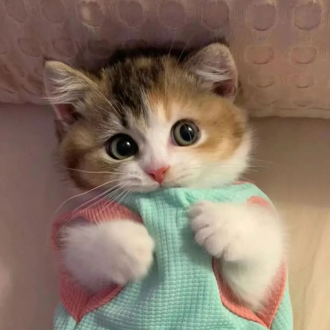 猫咪萌宠头像