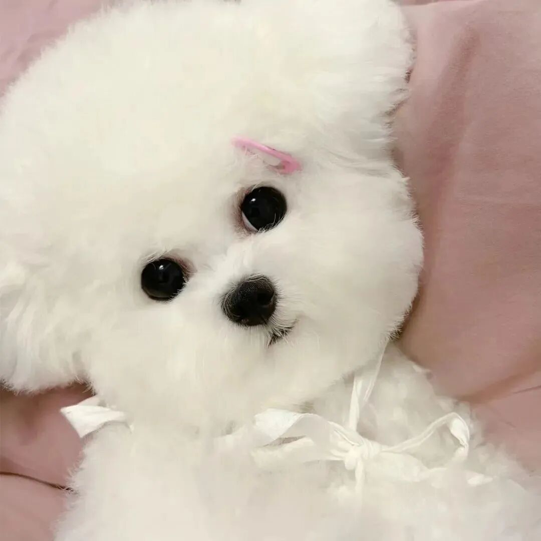 可爱狗狗萌宠头像