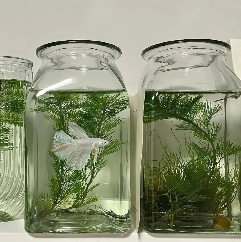 金鱼背景图
