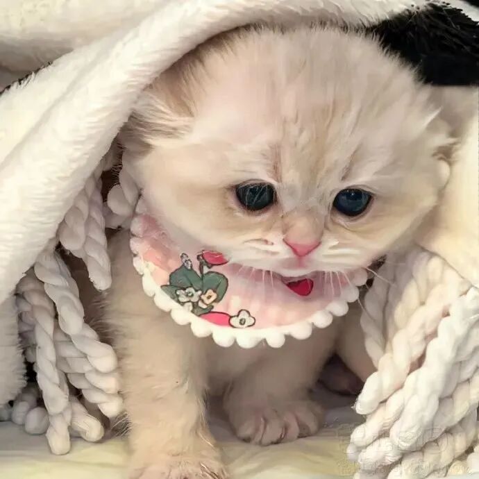 猫咪萌宠头像