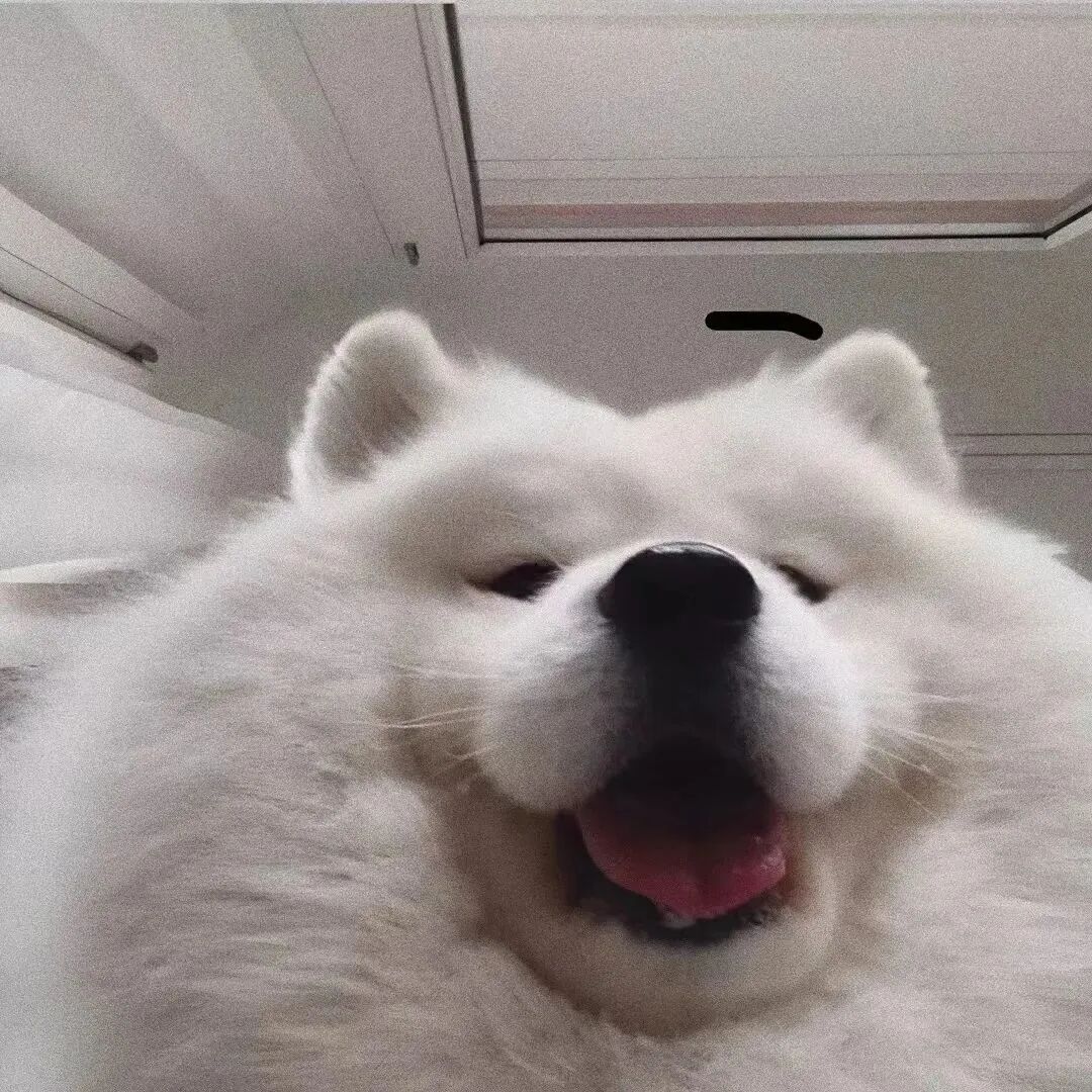 可爱狗狗萌宠头像