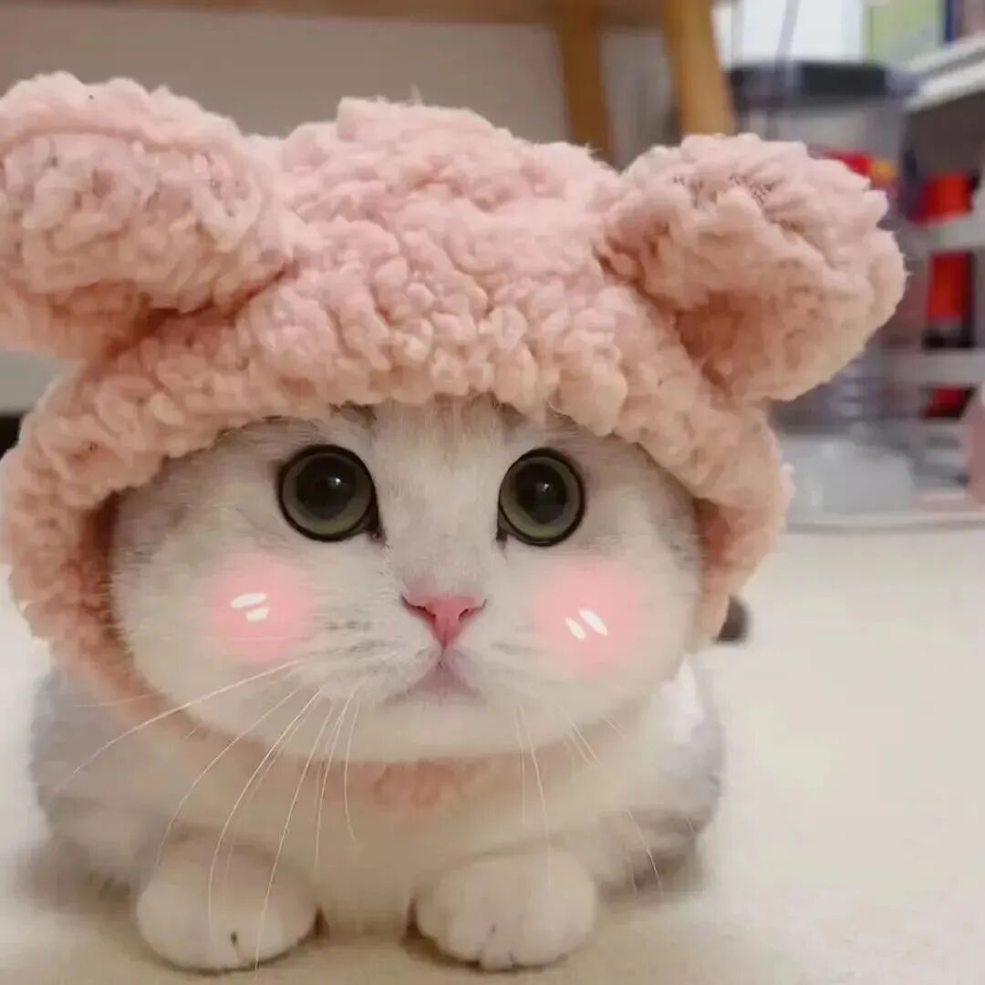 可爱猫咪萌宠头像