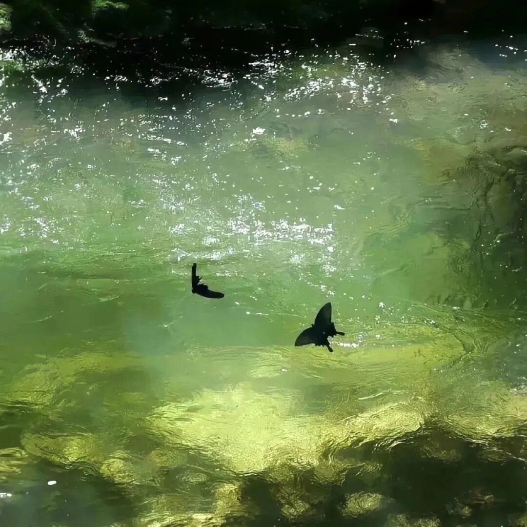 绿绿湖水背景图