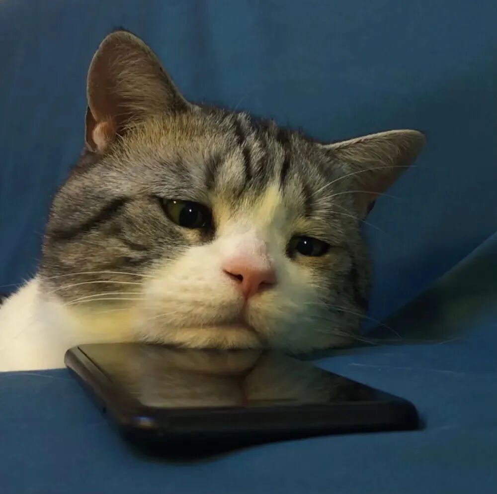 可爱猫咪萌宠头像
