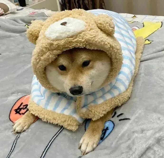 狗狗萌宠头像