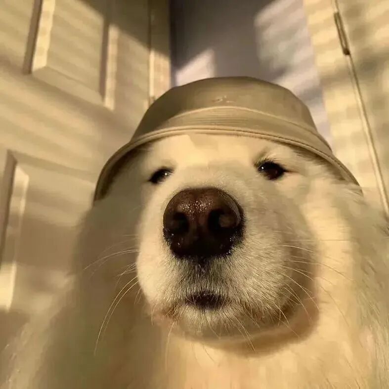 狗狗萌宠头像