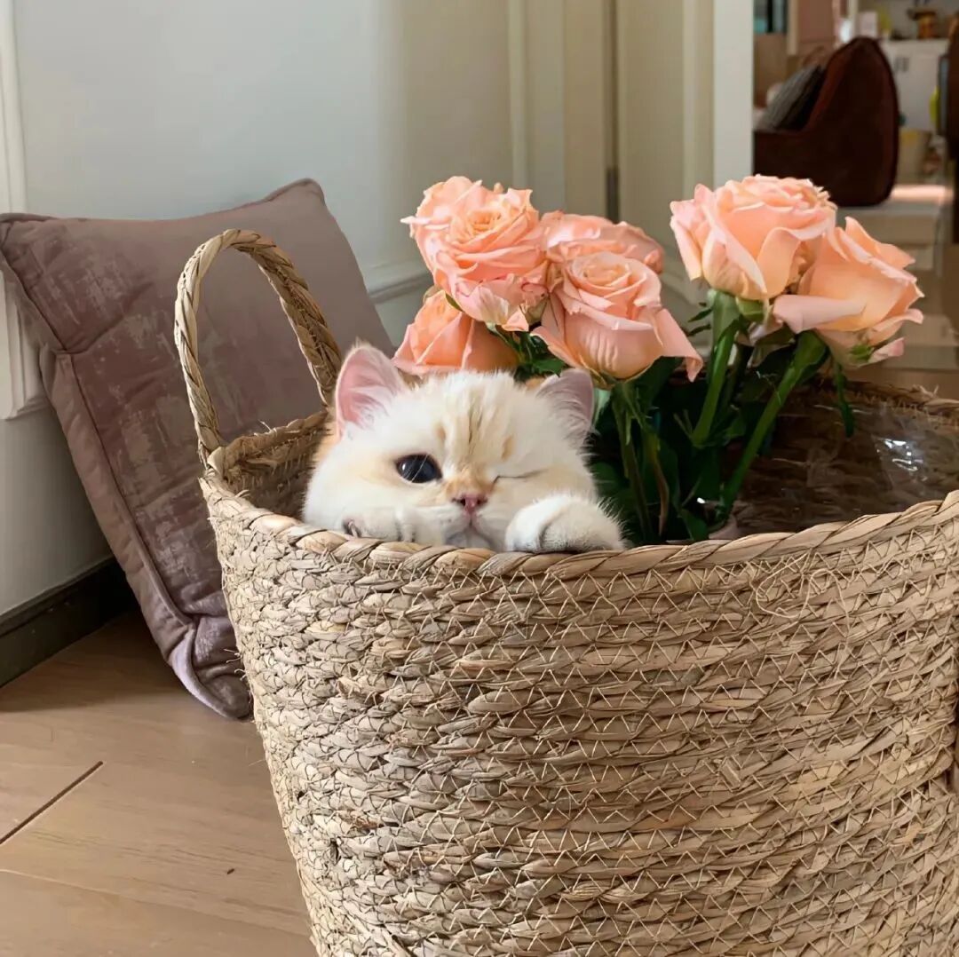 鲜花猫咪萌宠头像