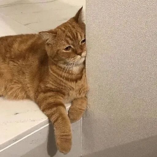 猫咪萌宠头像