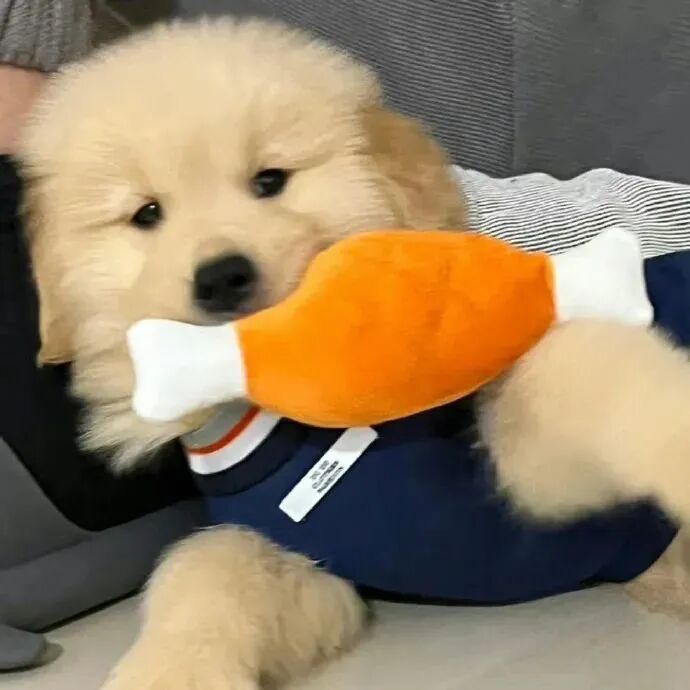 狗狗萌宠头像