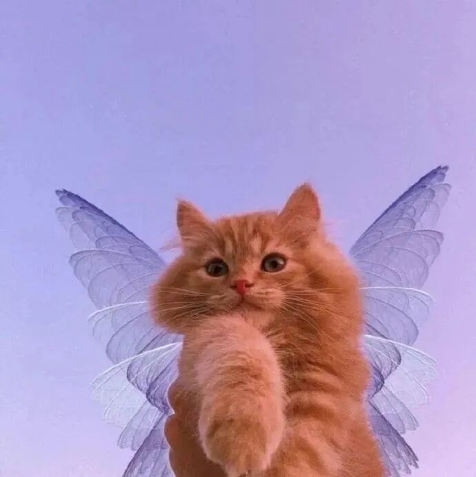 可爱猫咪萌宠头像