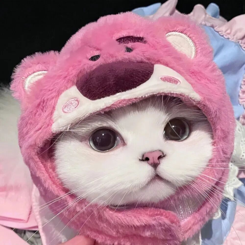 maomikeaiqltxb可爱猫咪情侣头像