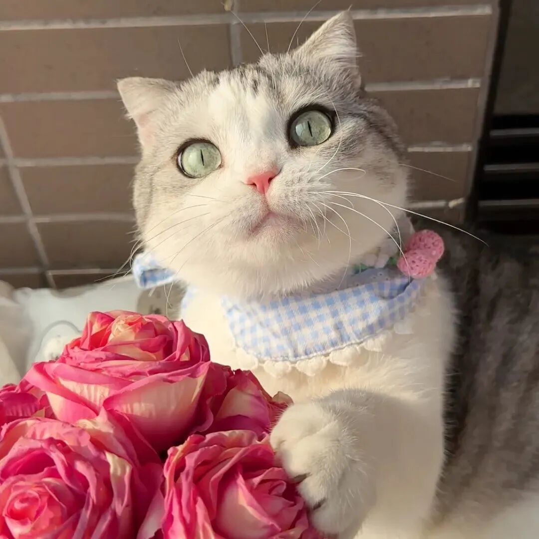 鲜花猫咪头像萌宠头像