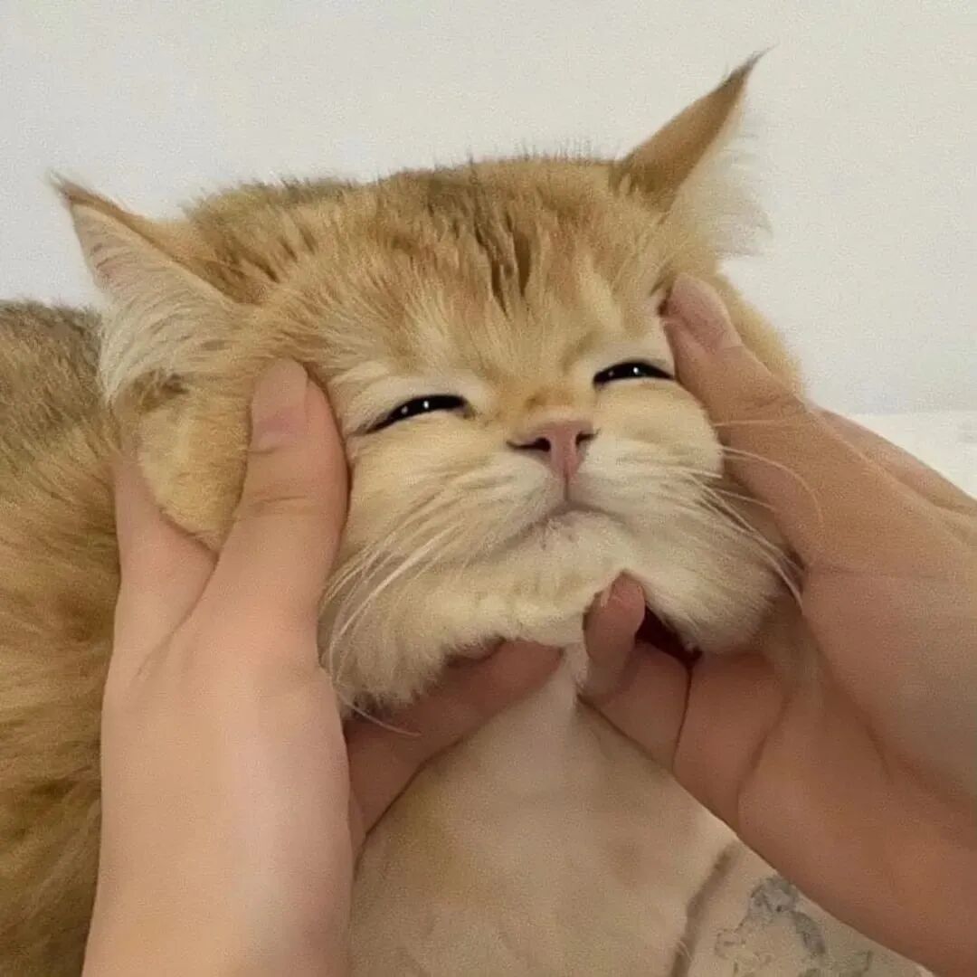 猫咪萌宠头像