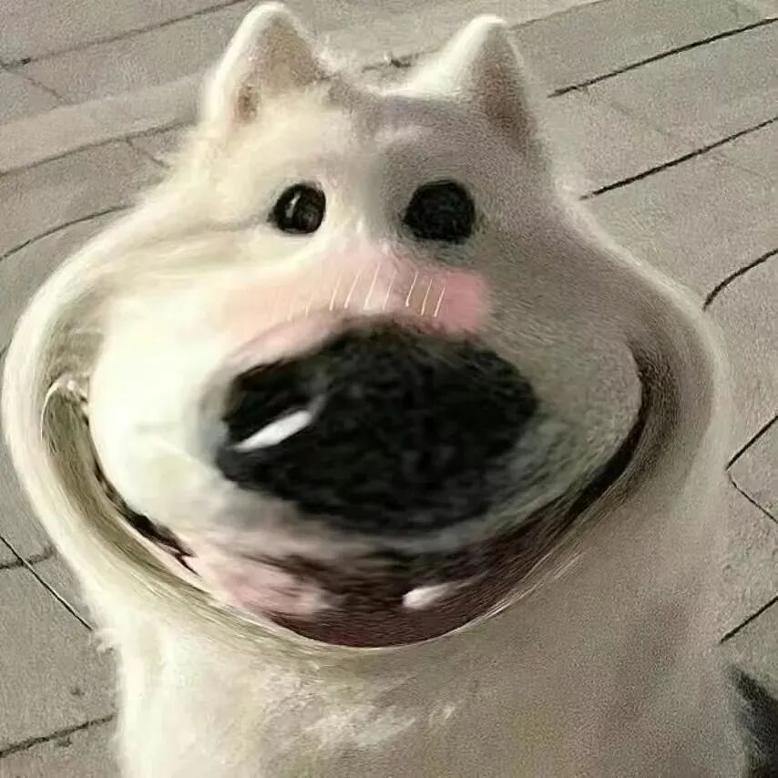 沙雕搞怪狗狗萌宠头像