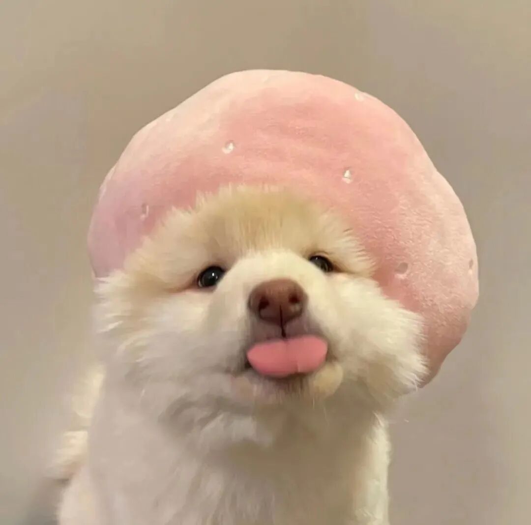 可爱狗狗萌宠头像