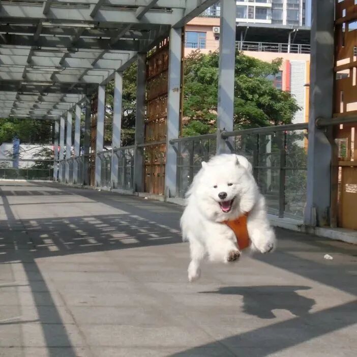 可爱狗狗萌宠头像