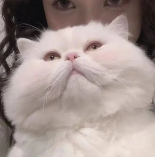 闺蜜是只猫二人闺蜜头像真人闺蜜头像