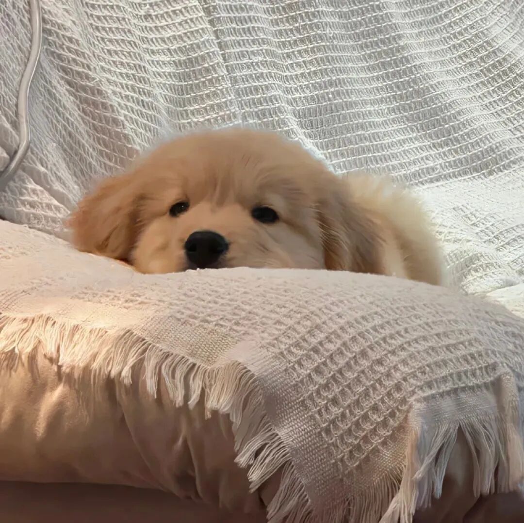 狗狗萌宠头像