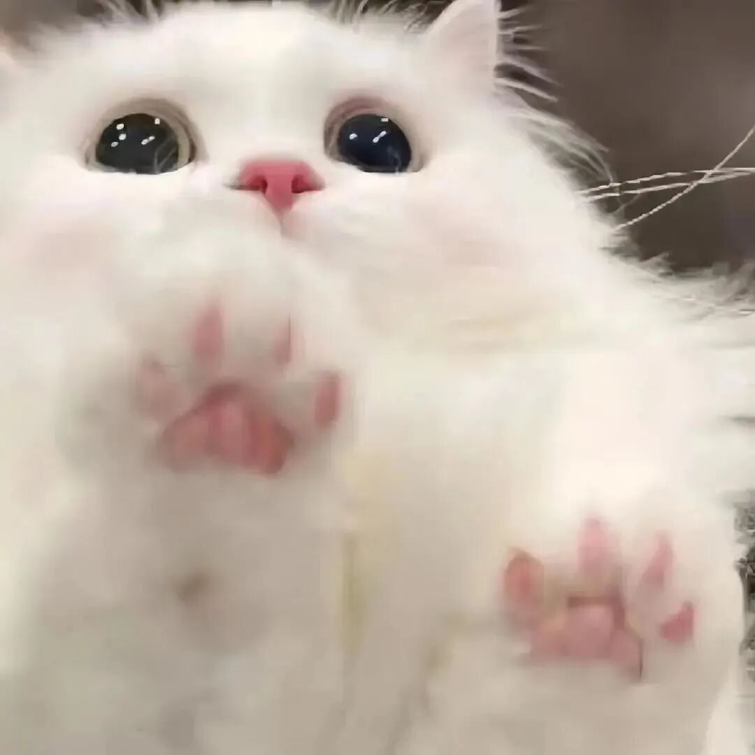 maomilianrenbeby猫咪情侣头像