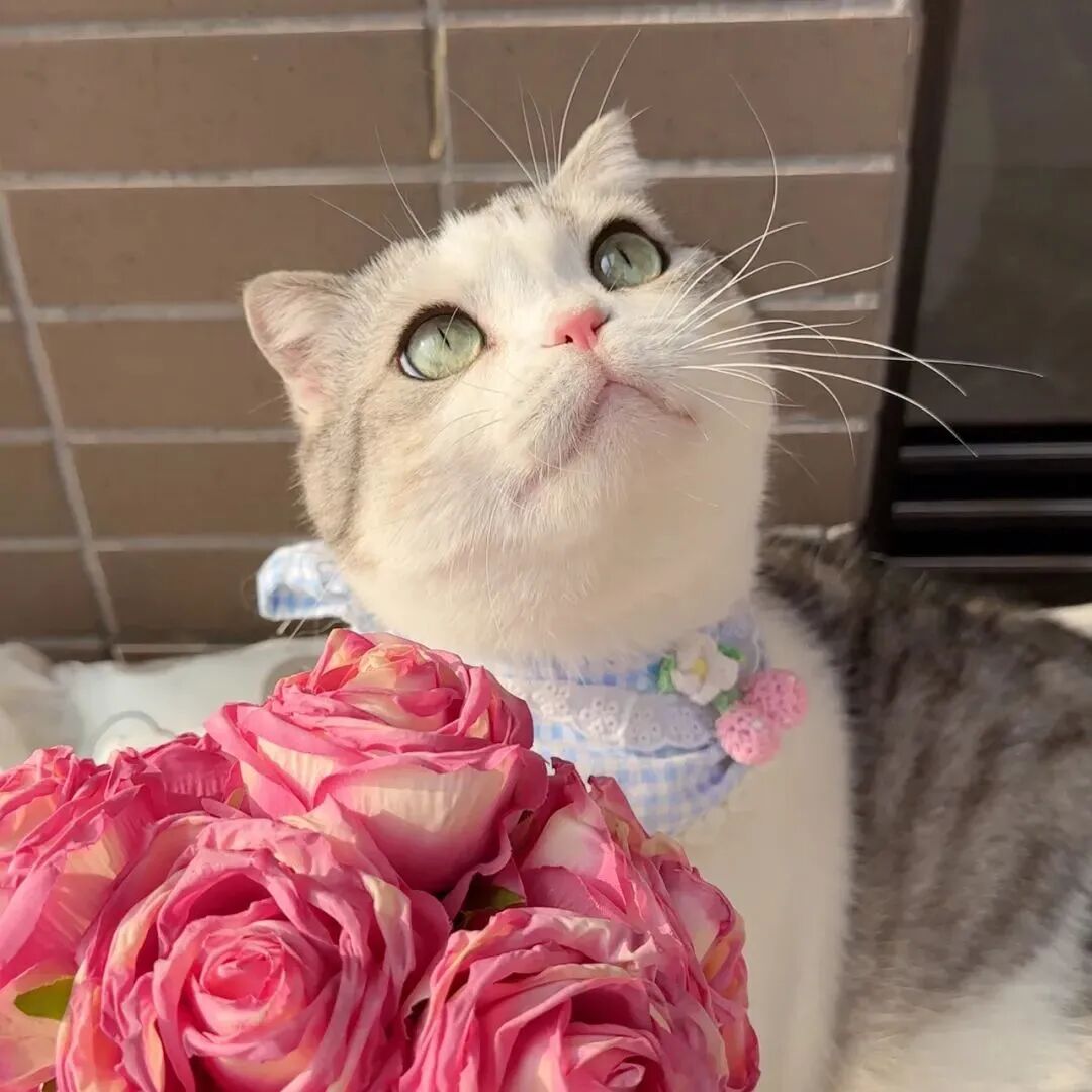 鲜花猫咪头像萌宠头像