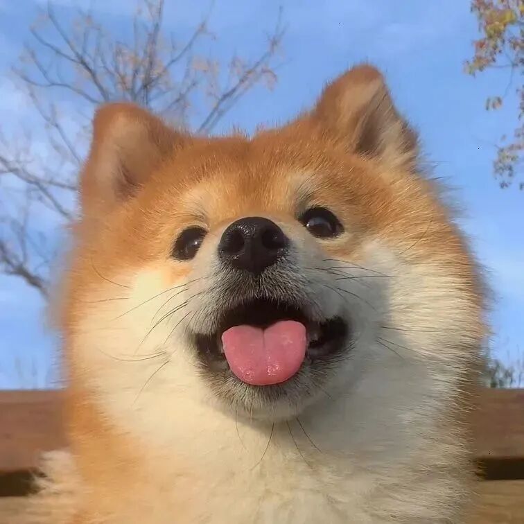 狗狗萌宠头像