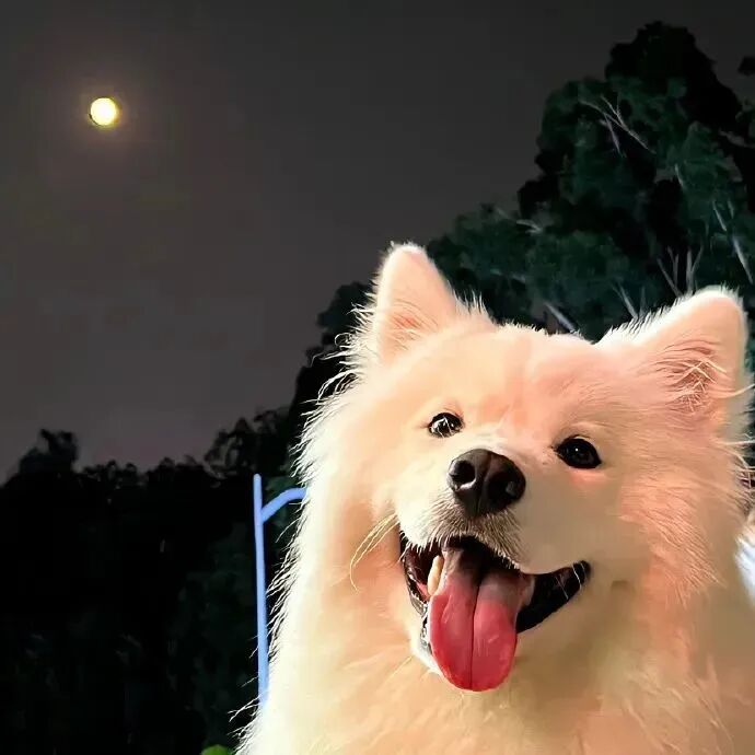 狗狗萌宠头像