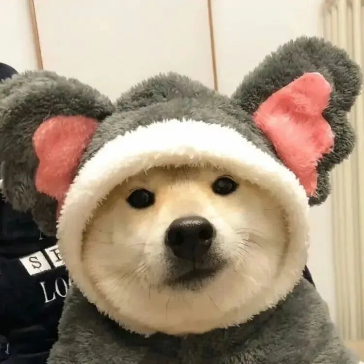 狗狗萌宠头像