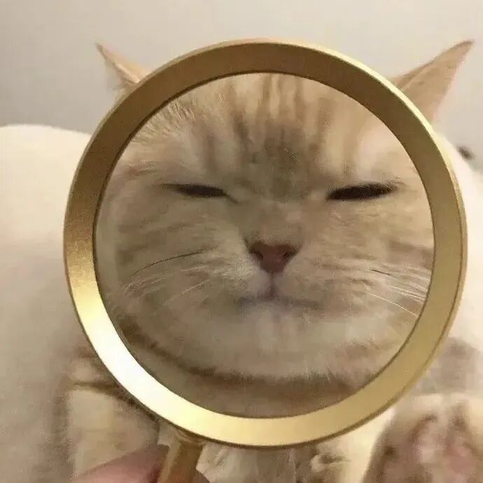 沙雕搞怪猫咪萌宠头像