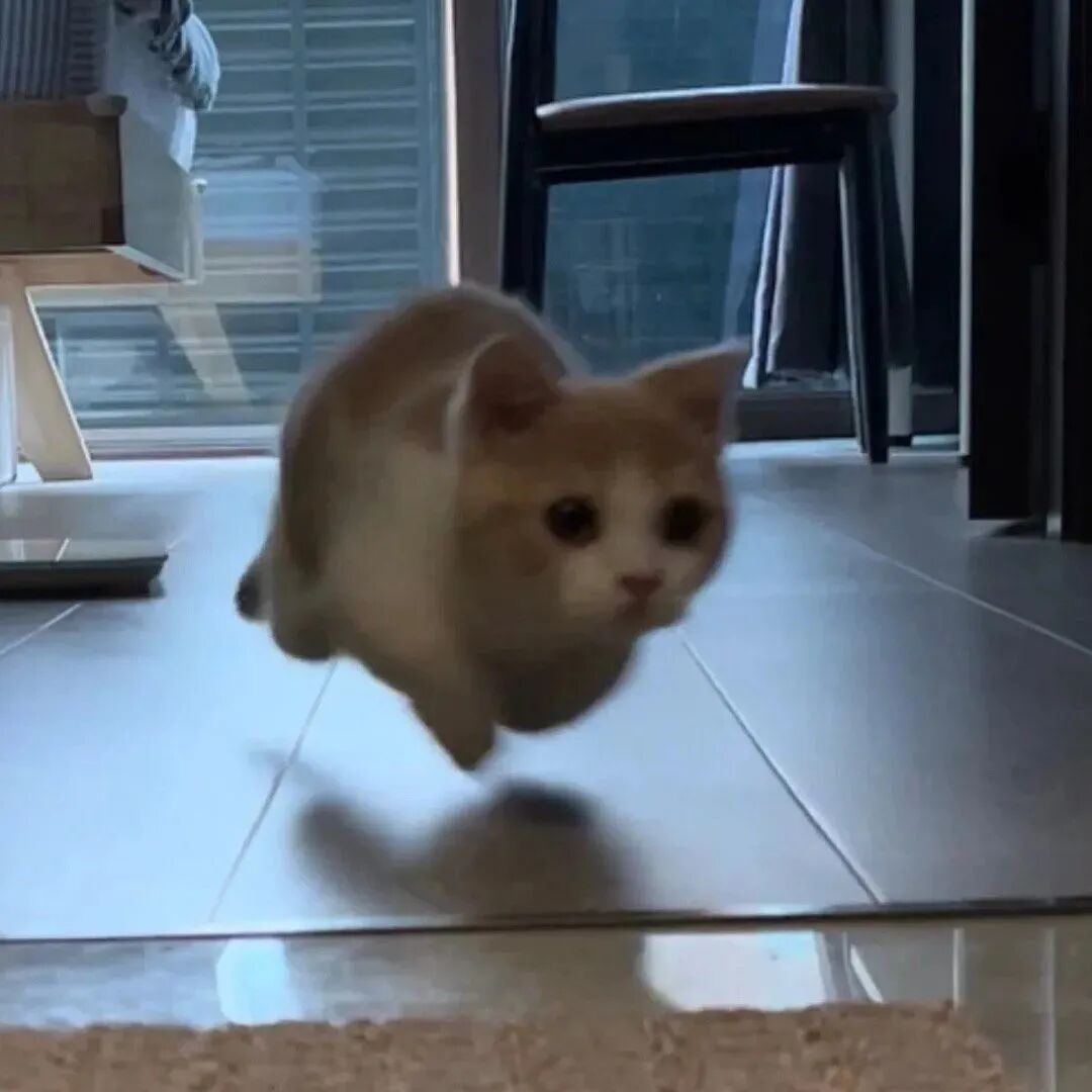 猫咪萌宠头像