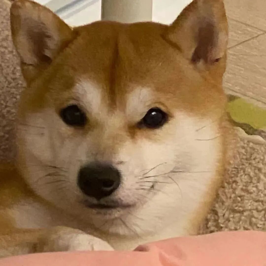 可爱狗狗萌宠头像