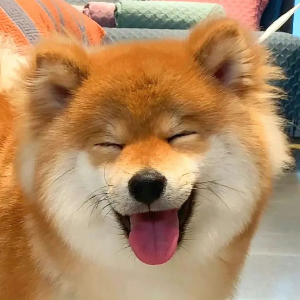 可爱狗狗萌宠头像