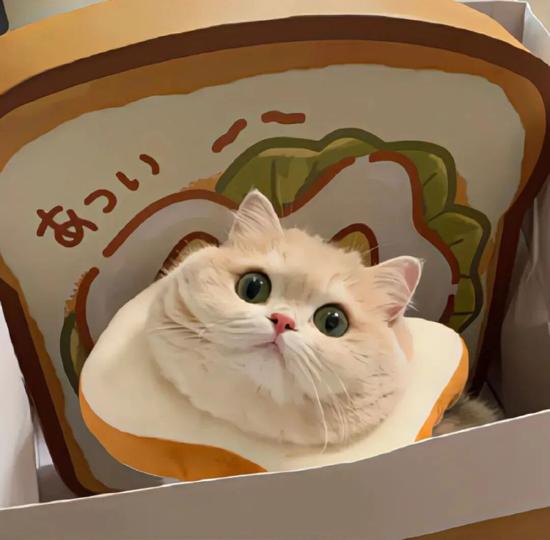 猫咪萌宠头像